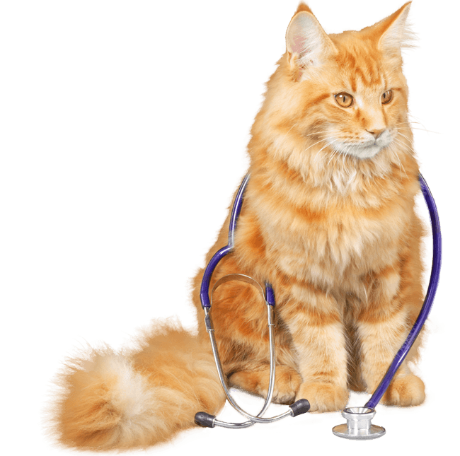 orange maine coon cat with a stethoscope on its neck