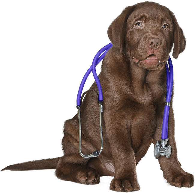 brown labrador dog with a stethoscope on its neck