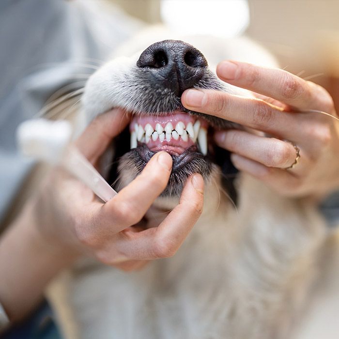 shiba inu dog's teeth