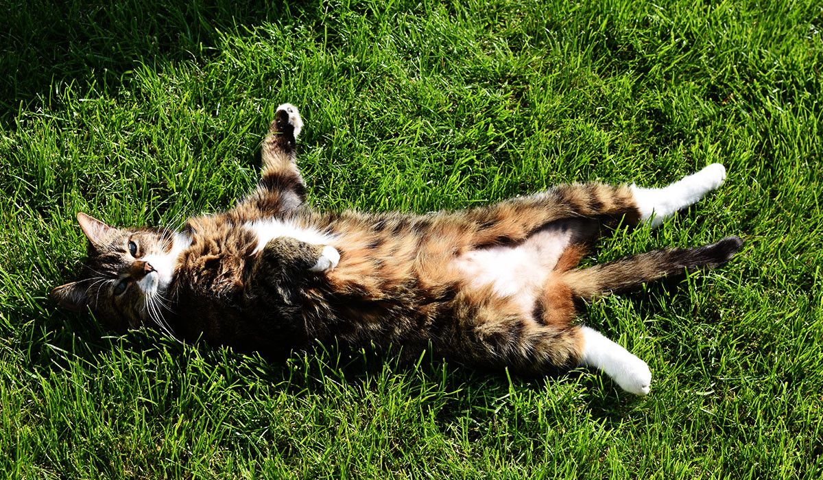 sunbathing-cat-on-grass-heat-safety-pet-care