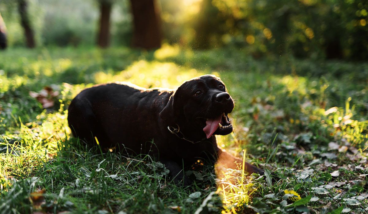black-labrador-pet-protected-from-fleas