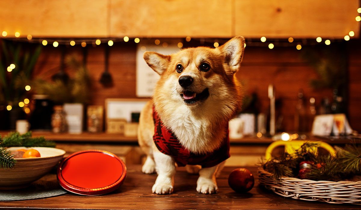 festive-corgi-on-kitchen-table-holiday-hazards