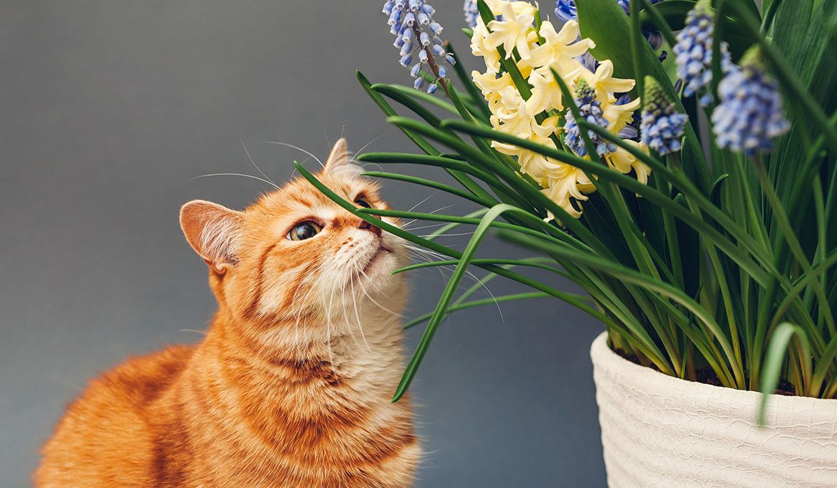 cat-sniffing-spring-garden-flowers