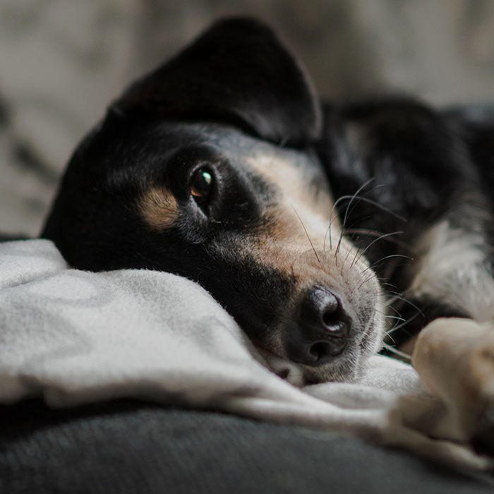 gentle goodbye black dog euthanasia
