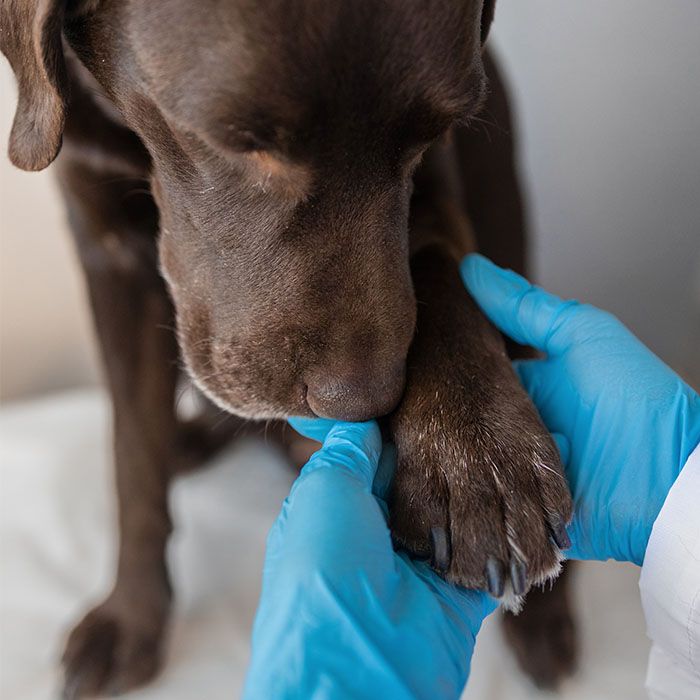 dog blood test veterinarian in house diagnostics