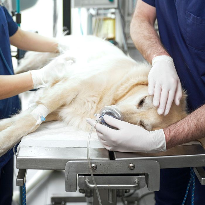 pet surgery preparation