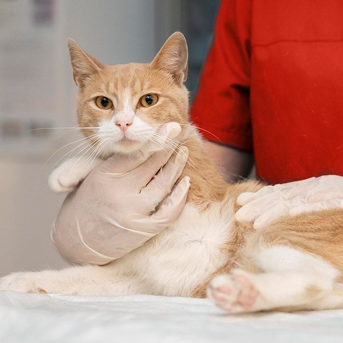 yellow cat getting vaccine